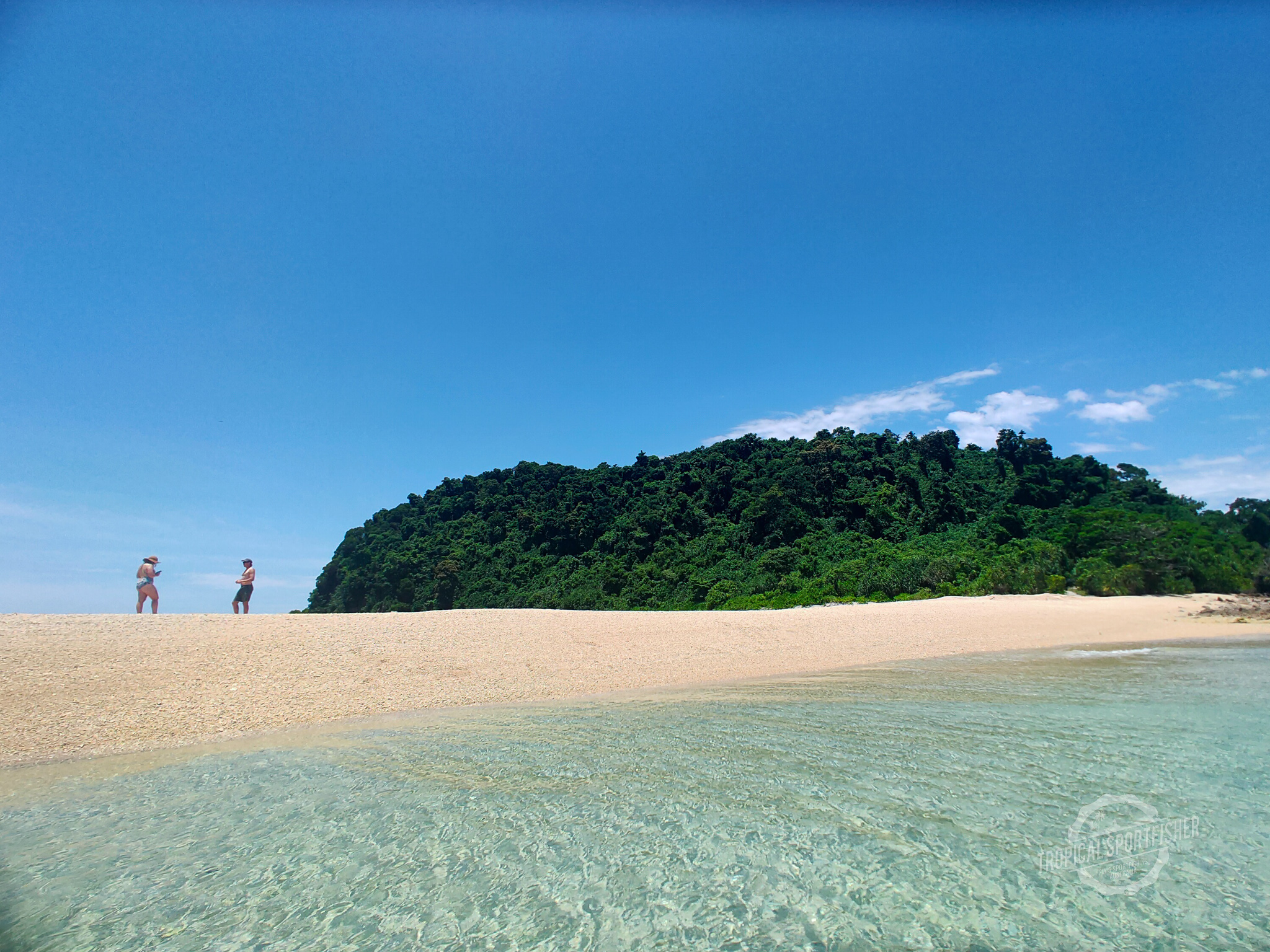 Salt water Crocodile