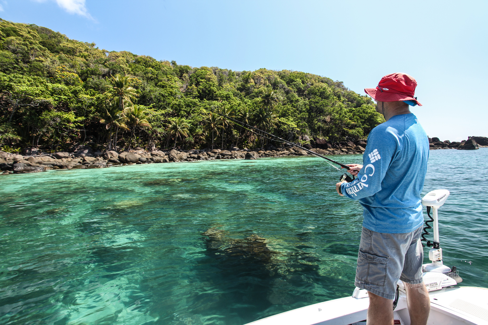 Salt water Crocodile