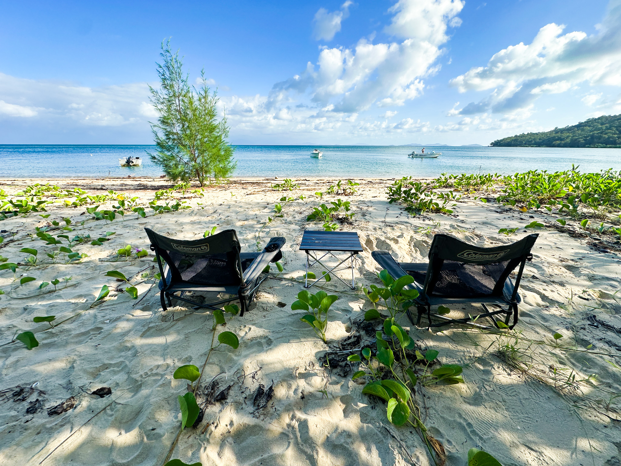 Salt water Crocodile