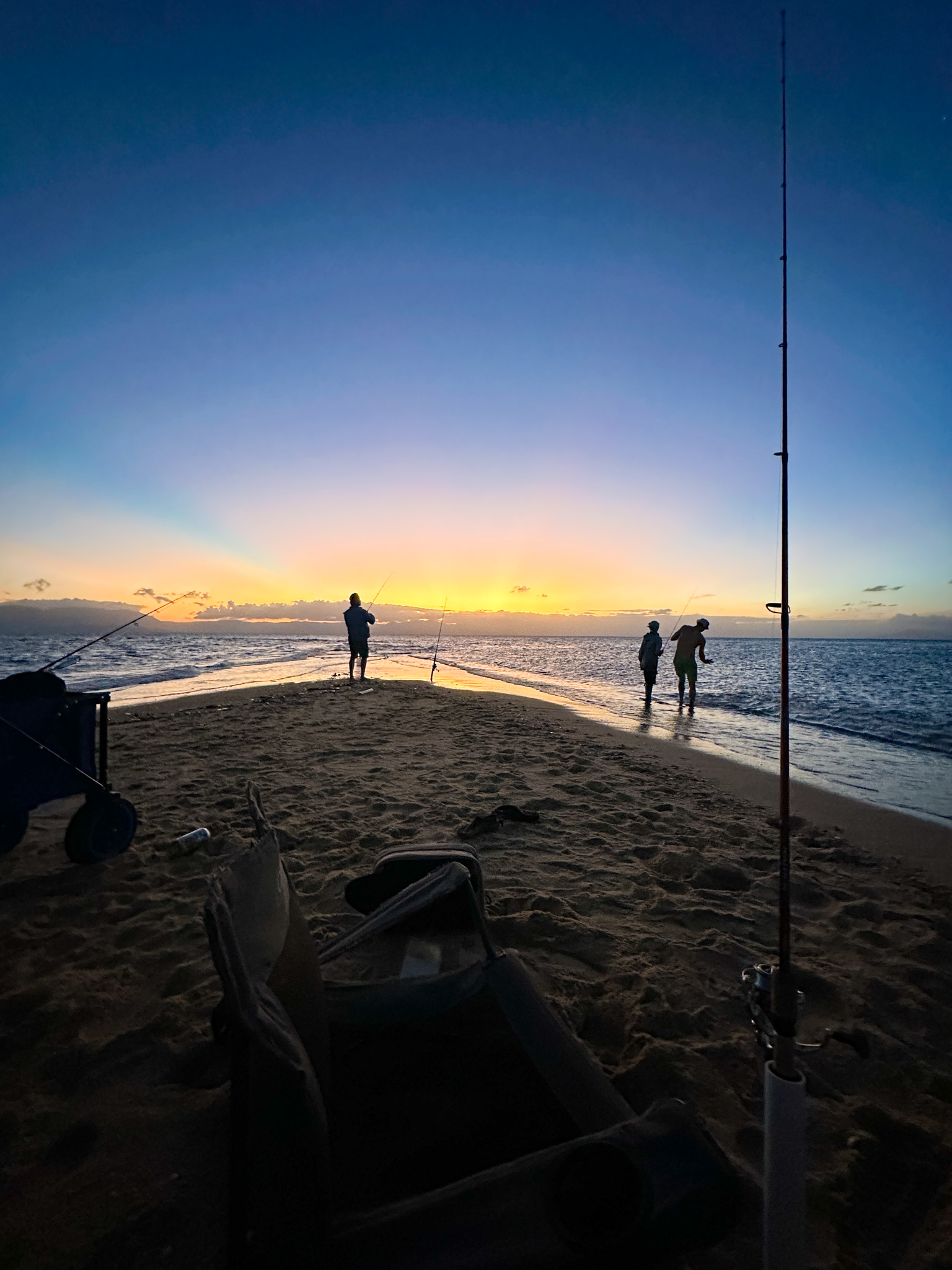 Salt water Crocodile