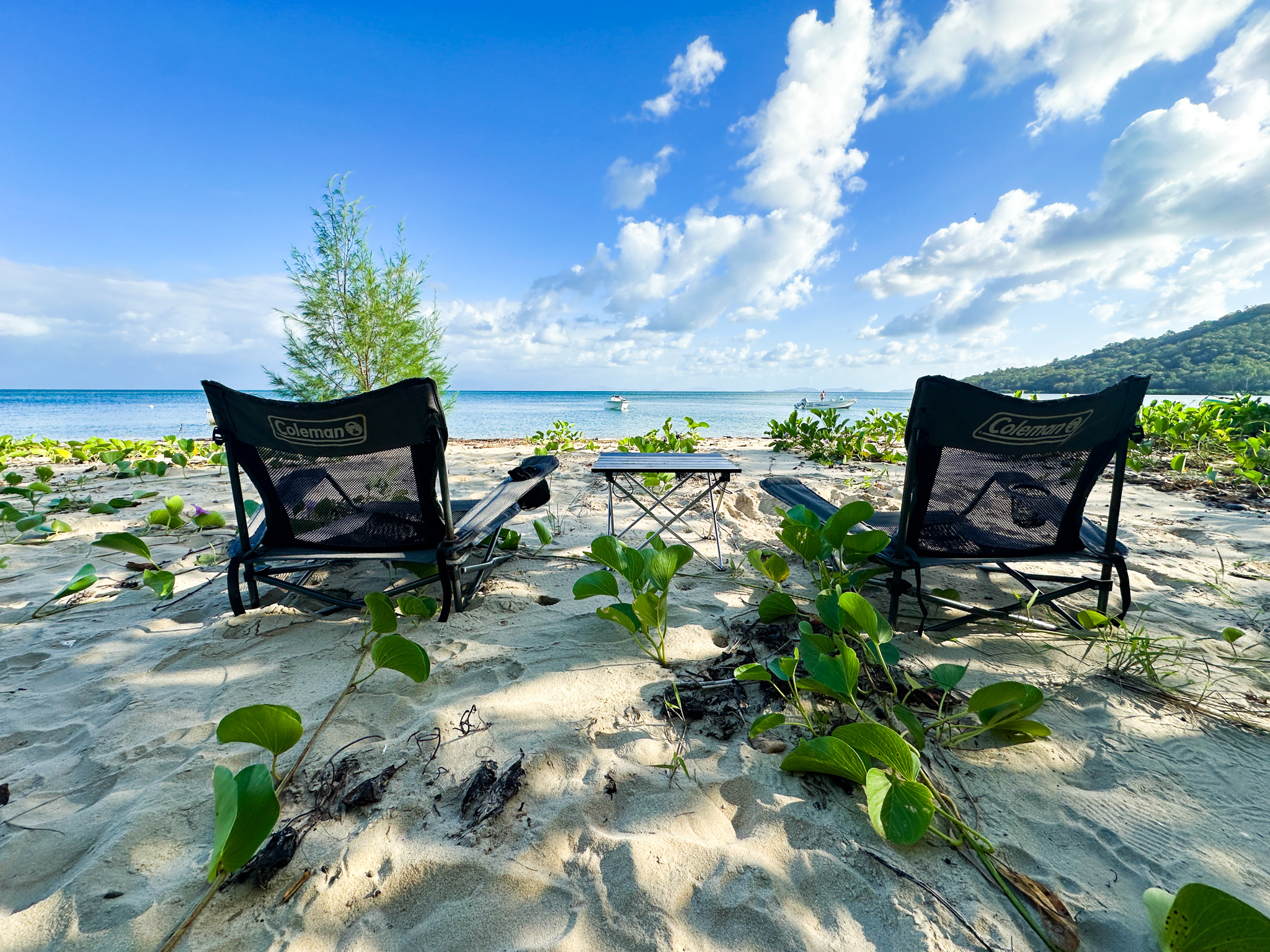 Salt water Crocodile