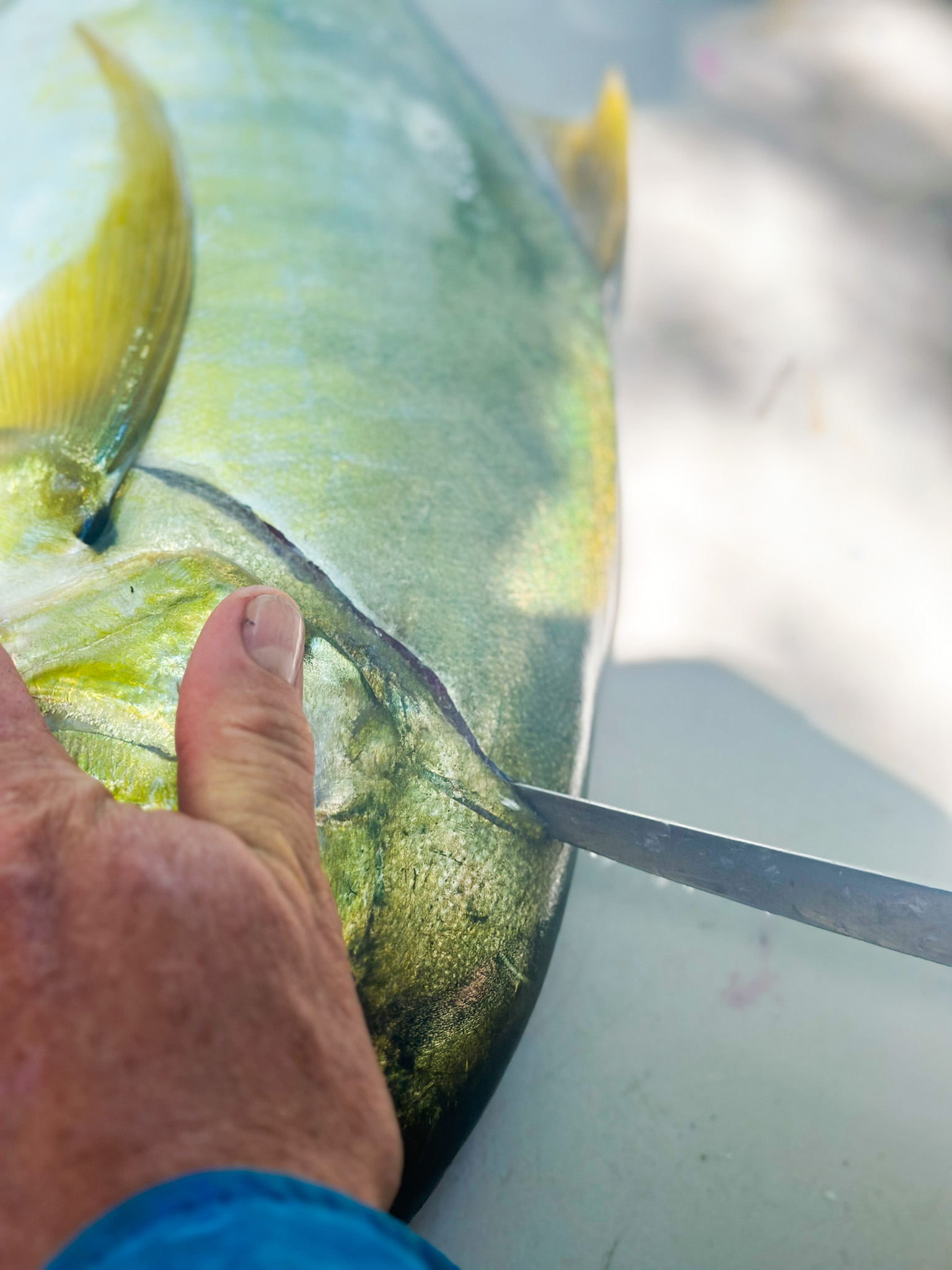 Salt water Crocodile