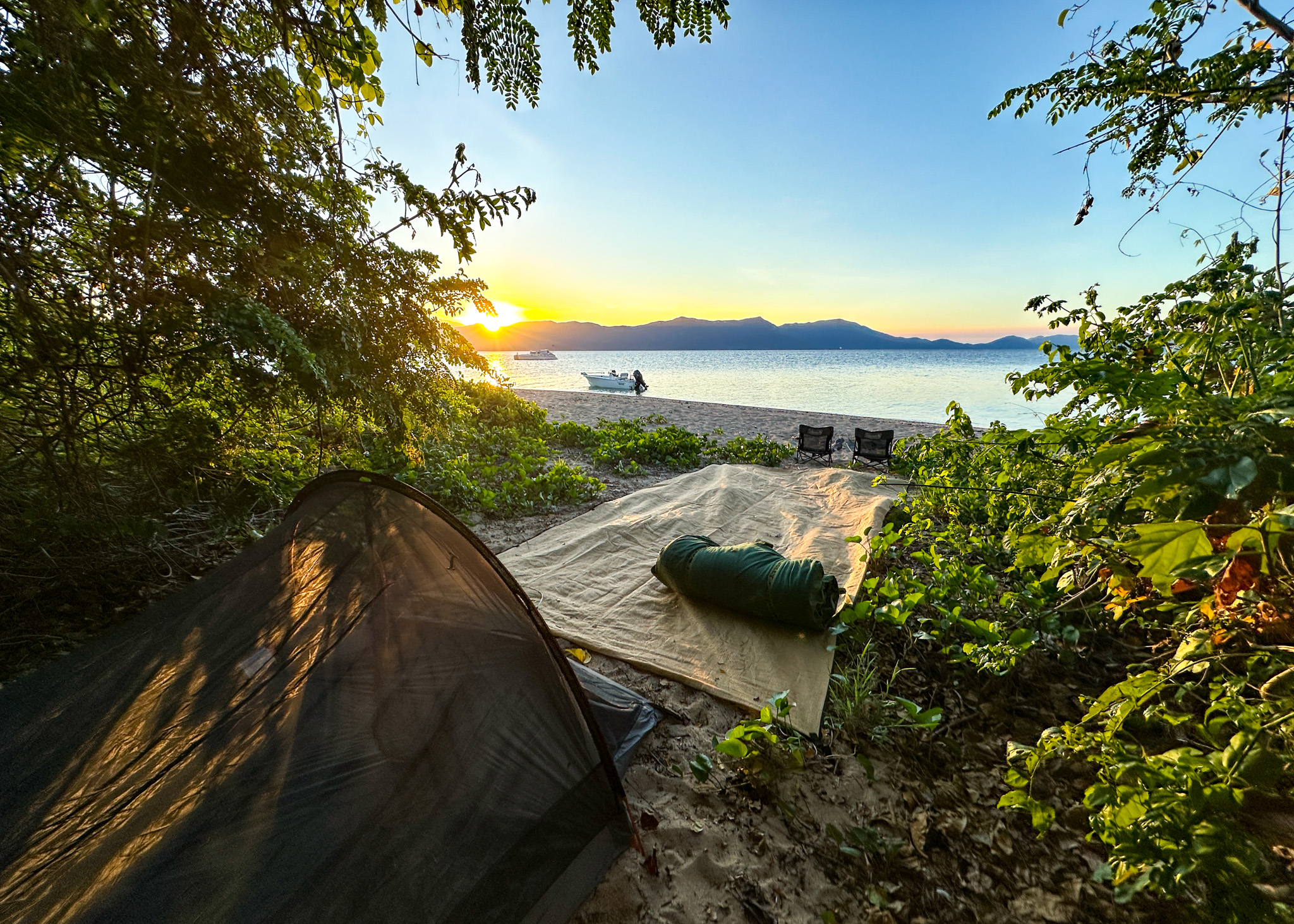 Salt water Crocodile