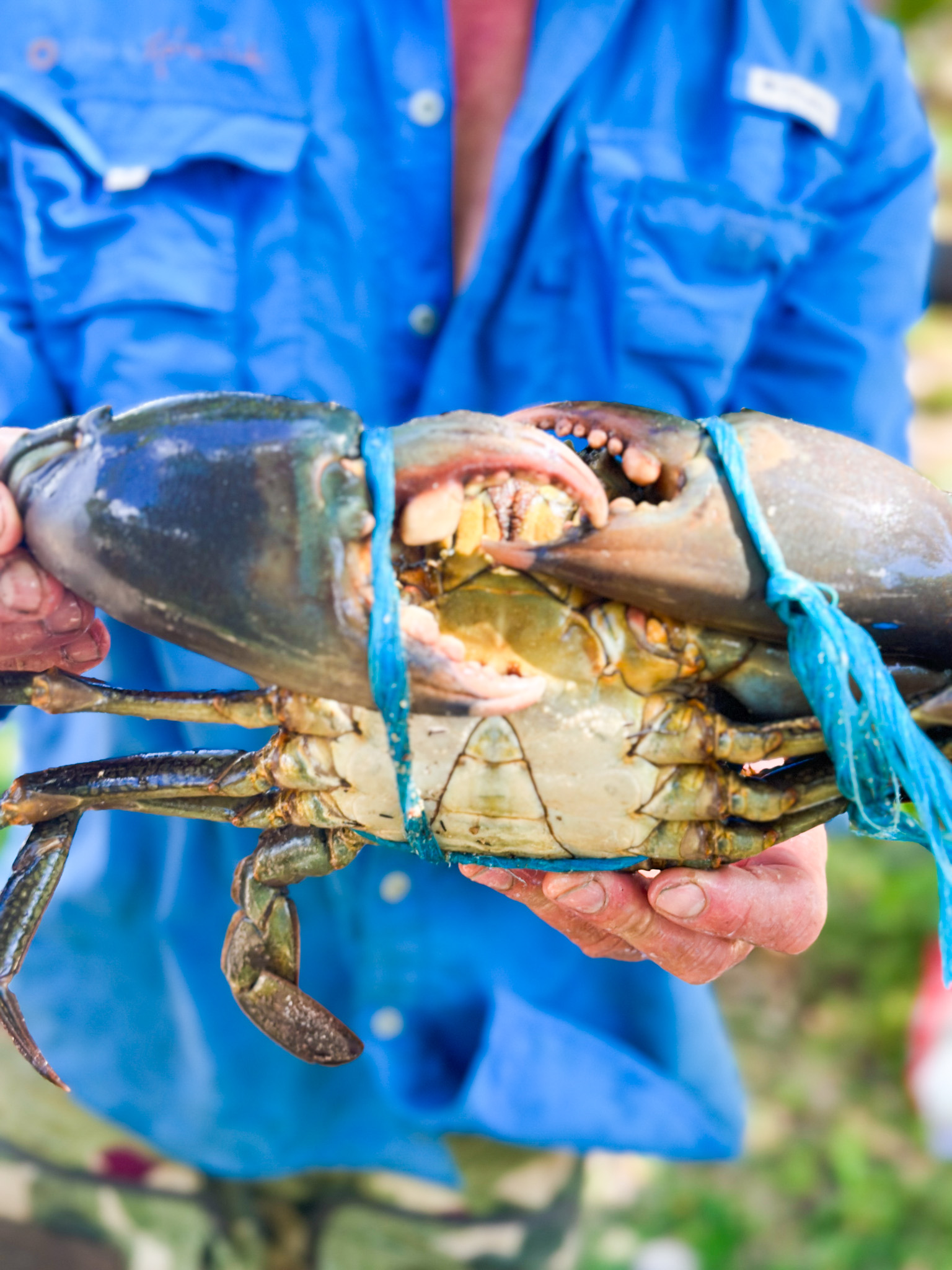 Salt water Crocodile