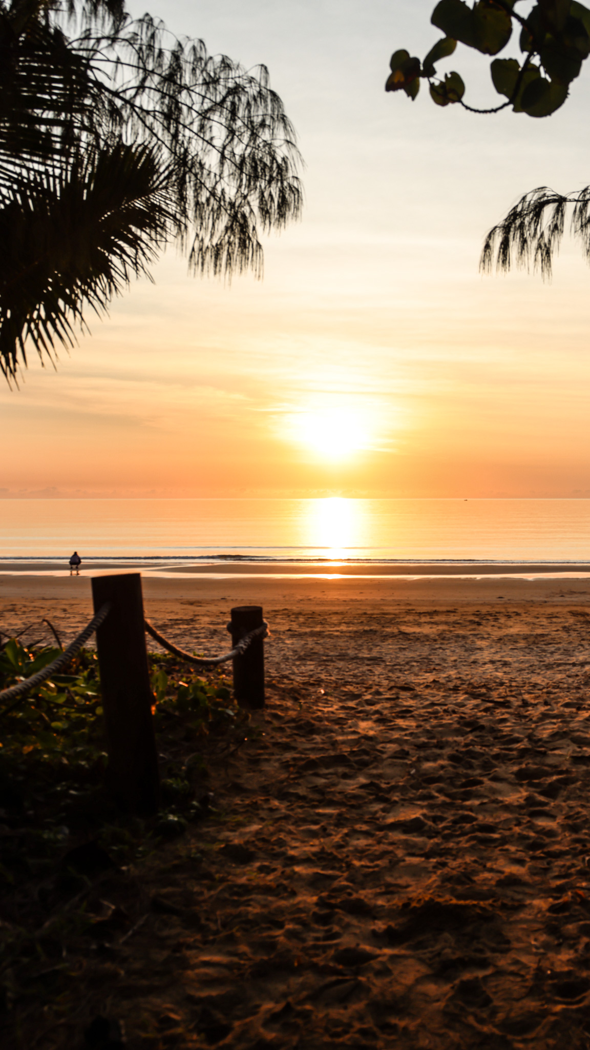 Salt water Crocodile