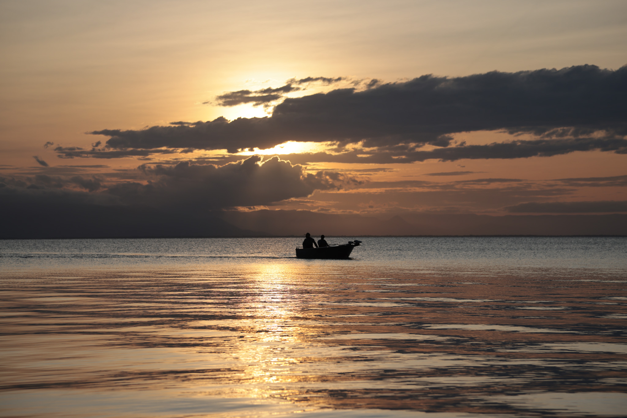 Salt water Crocodile
