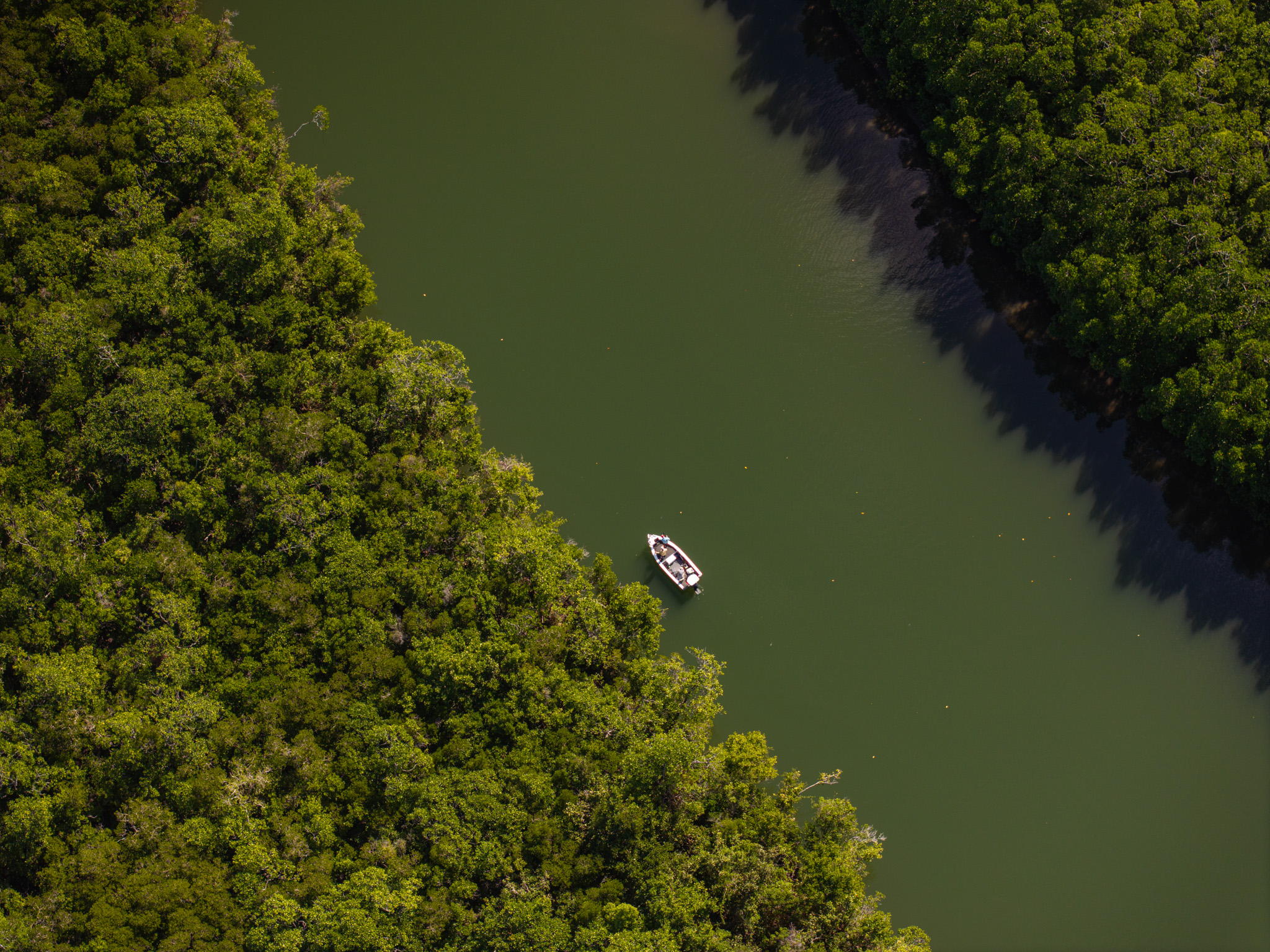 Salt water Crocodile