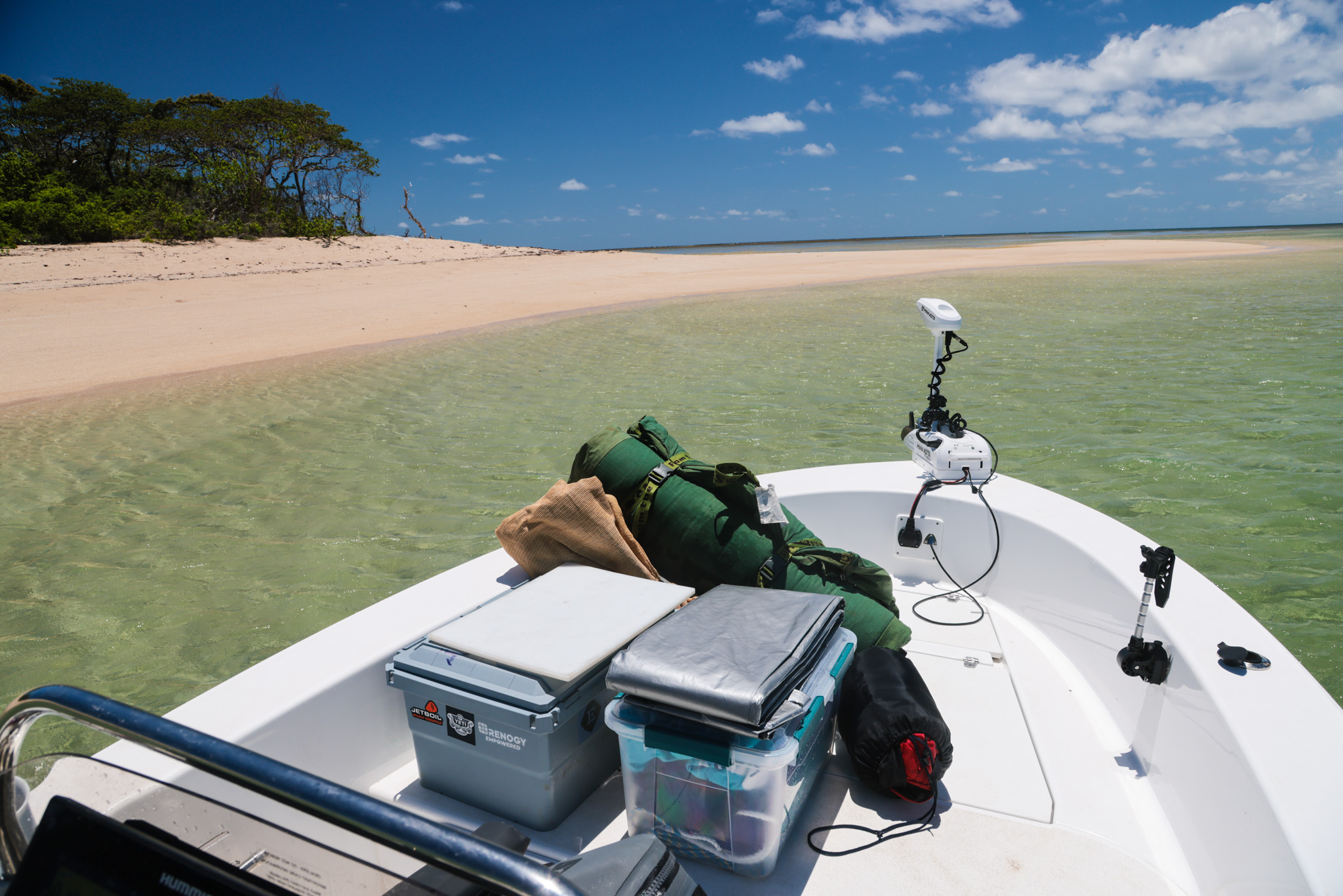 Salt water Crocodile