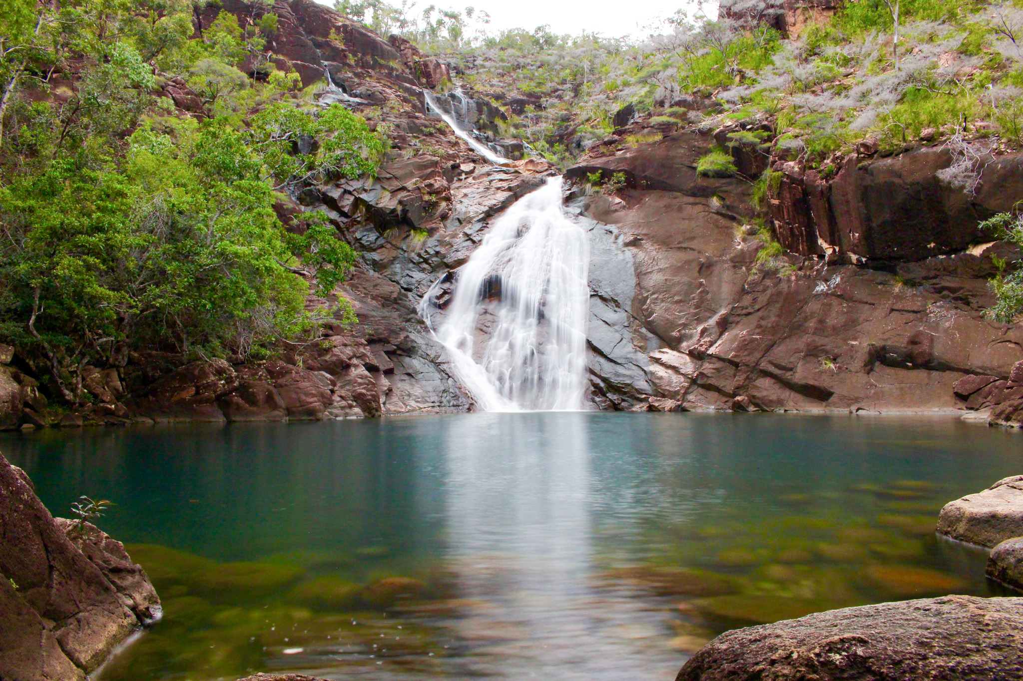 Salt water Crocodile