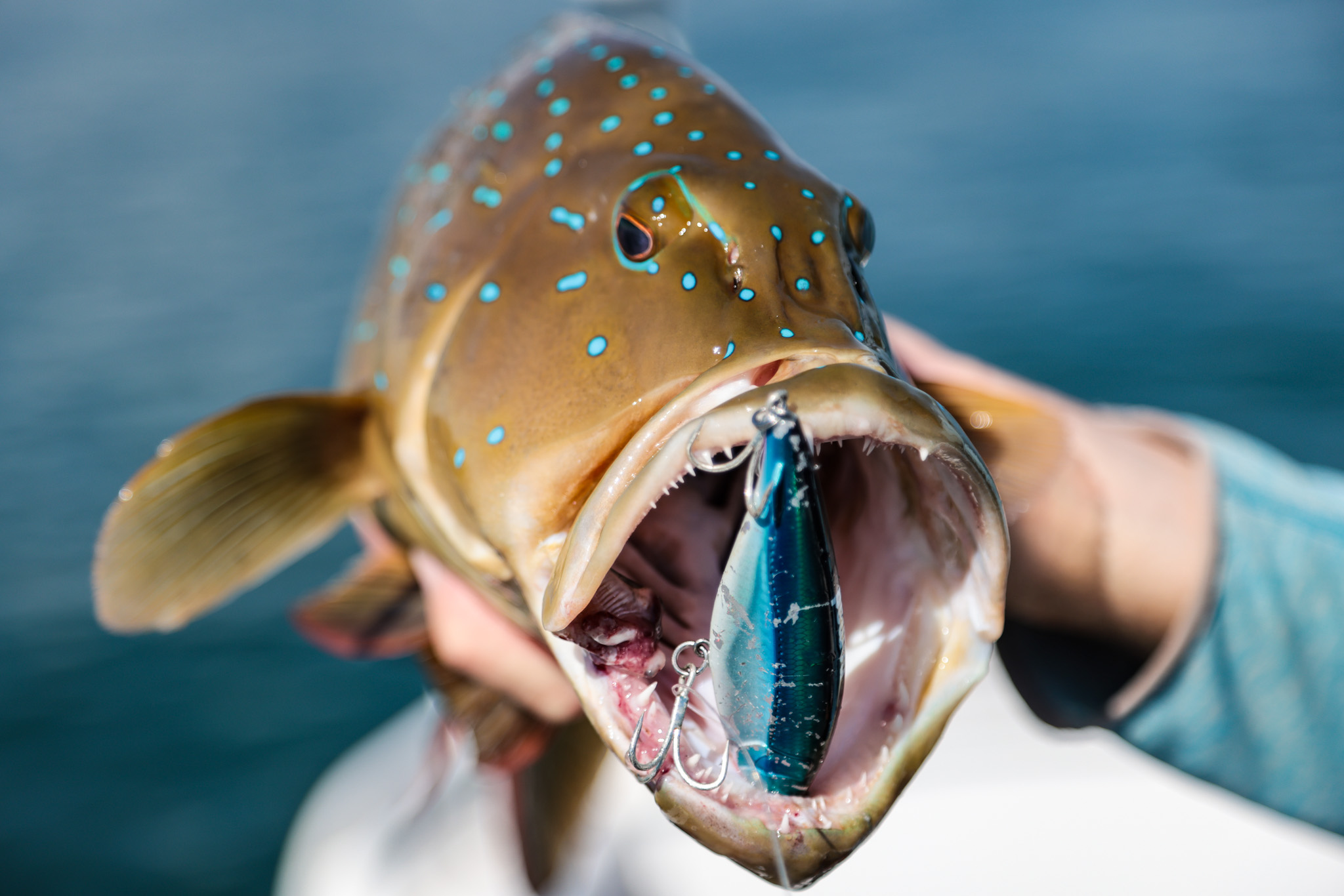 Salt water Crocodile