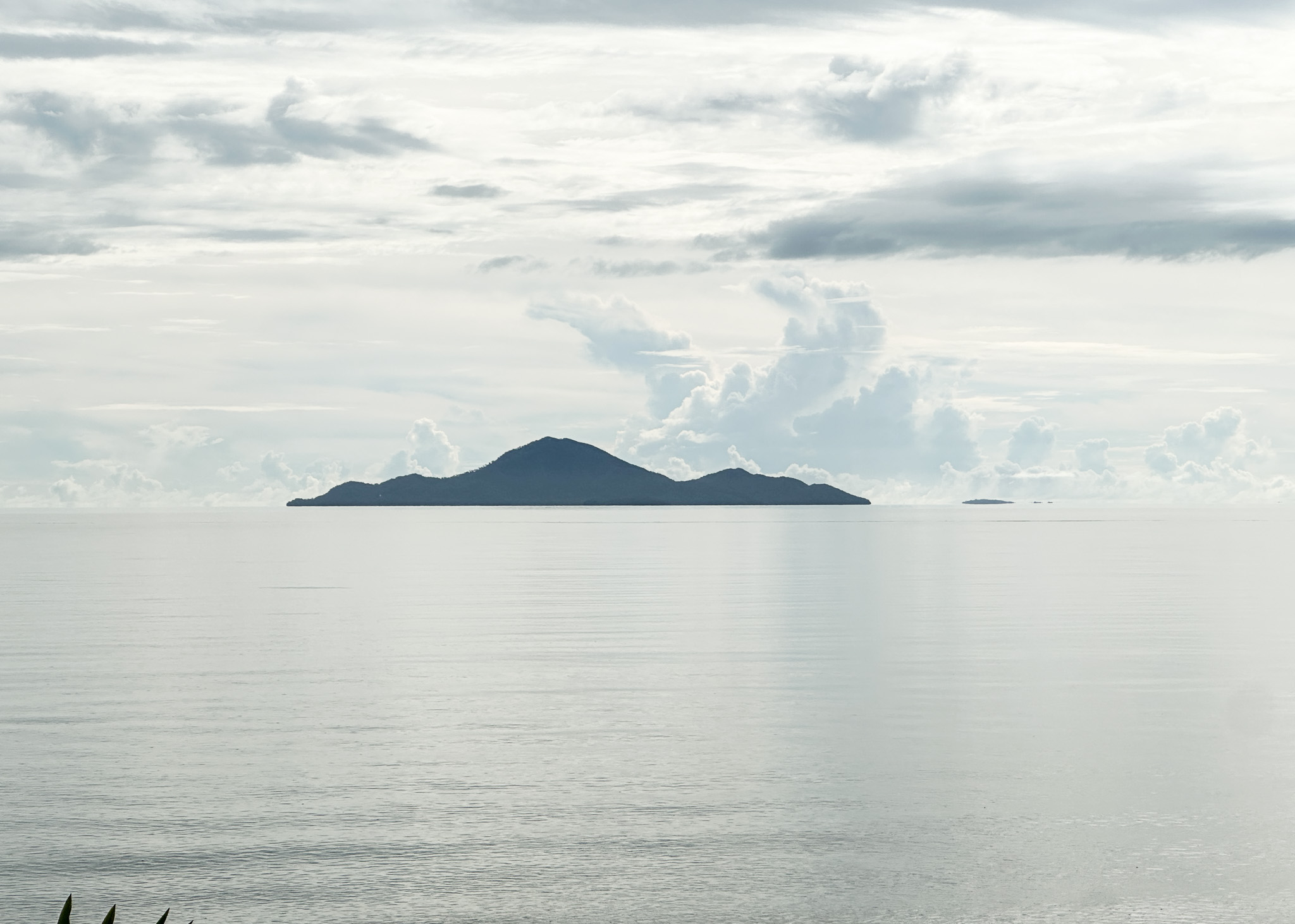 Salt water Crocodile