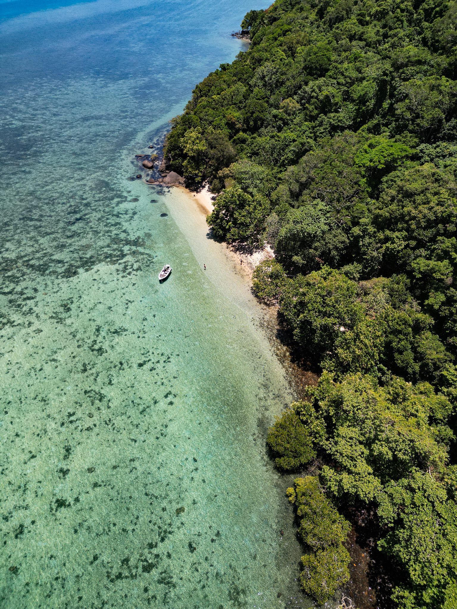 Salt water Crocodile