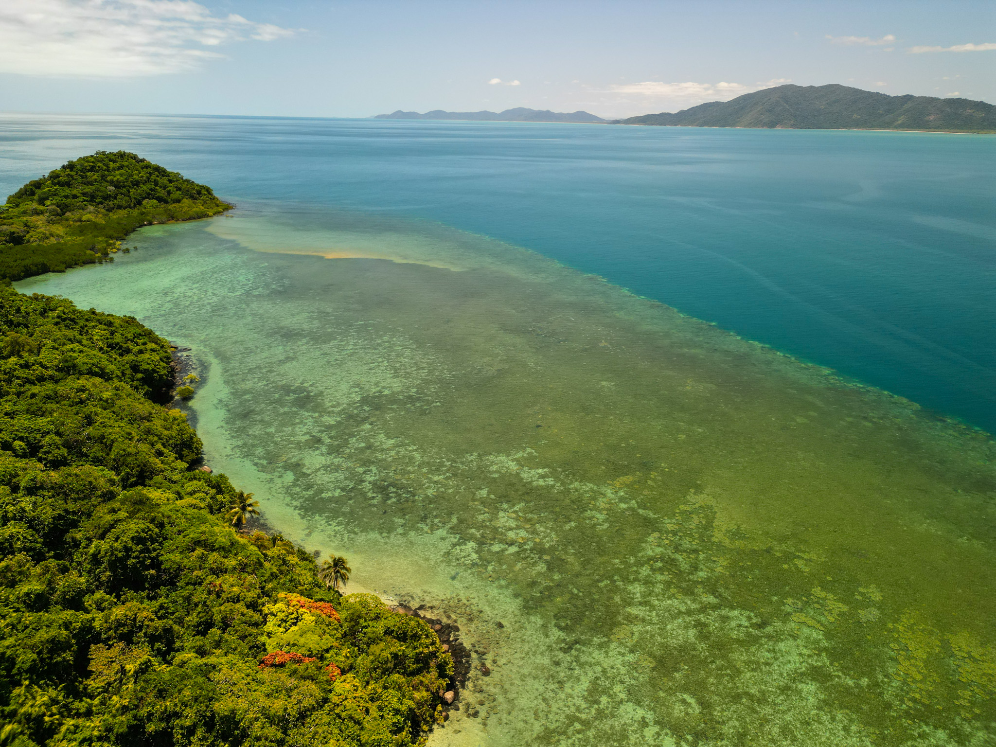 Salt water Crocodile