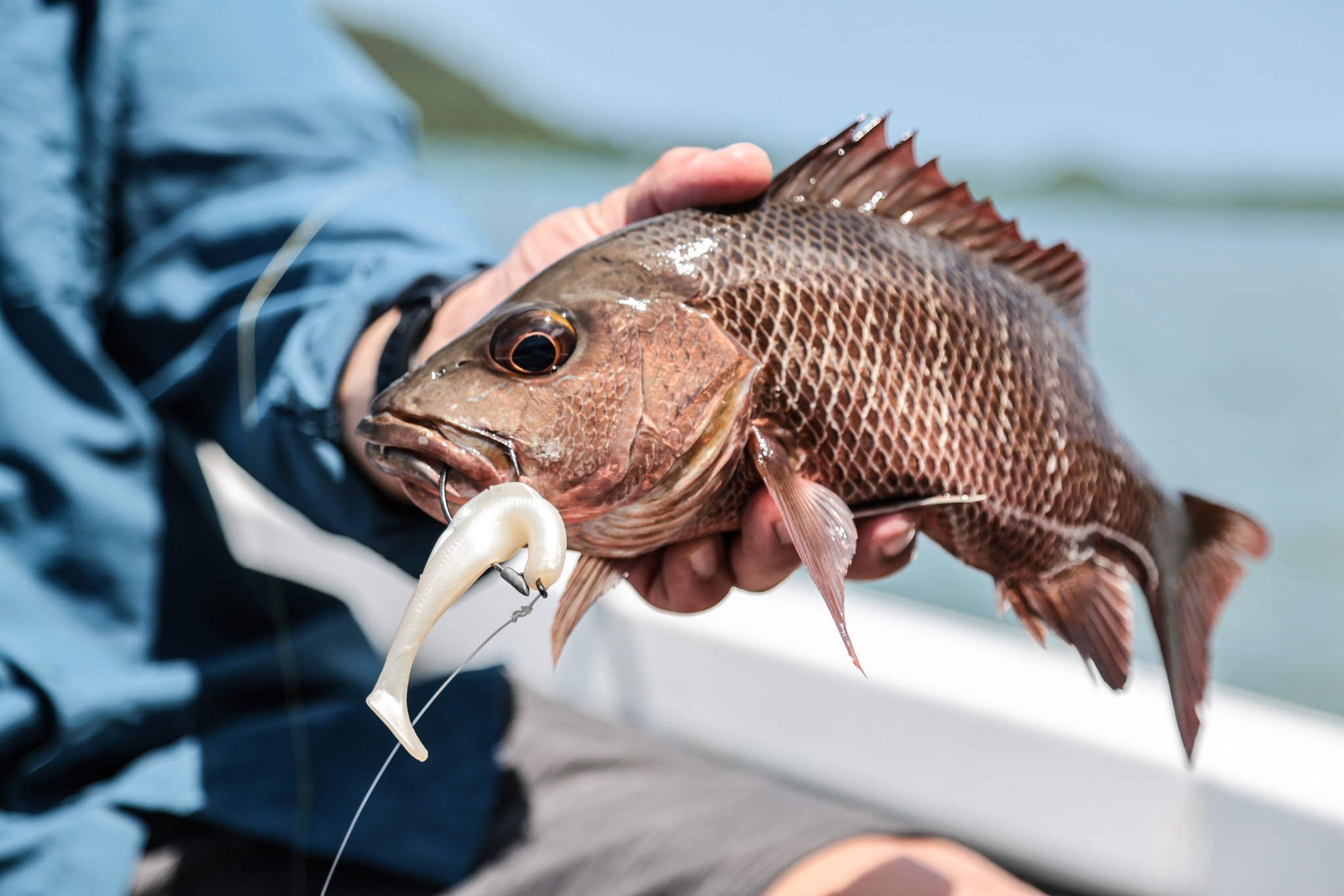 Salt water Crocodile
