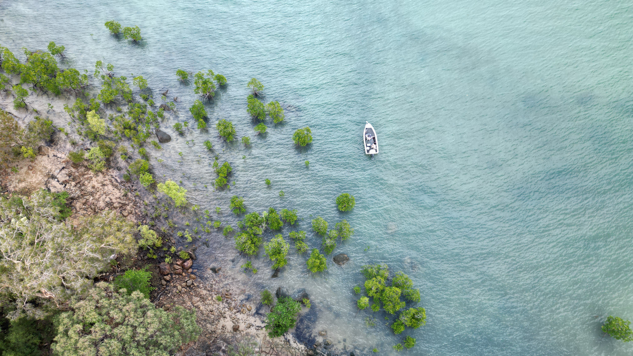 Salt water Crocodile