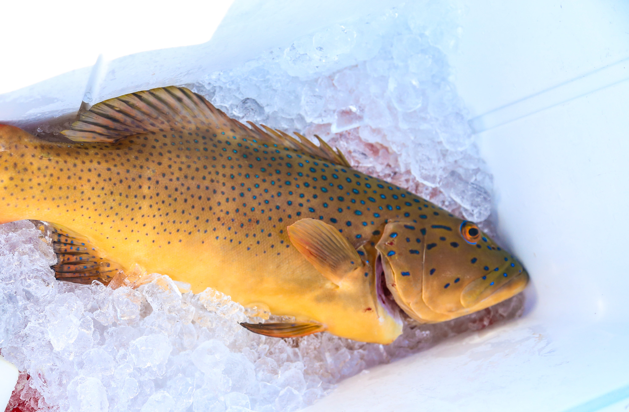 Salt water Crocodile