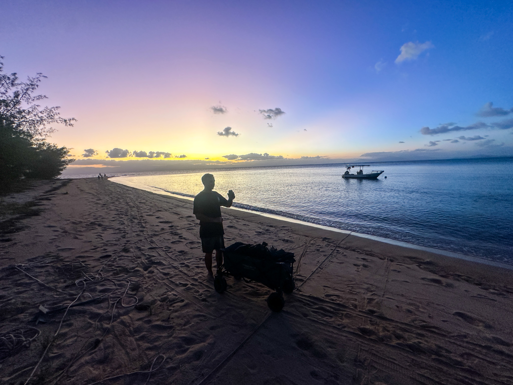 Salt water Crocodile