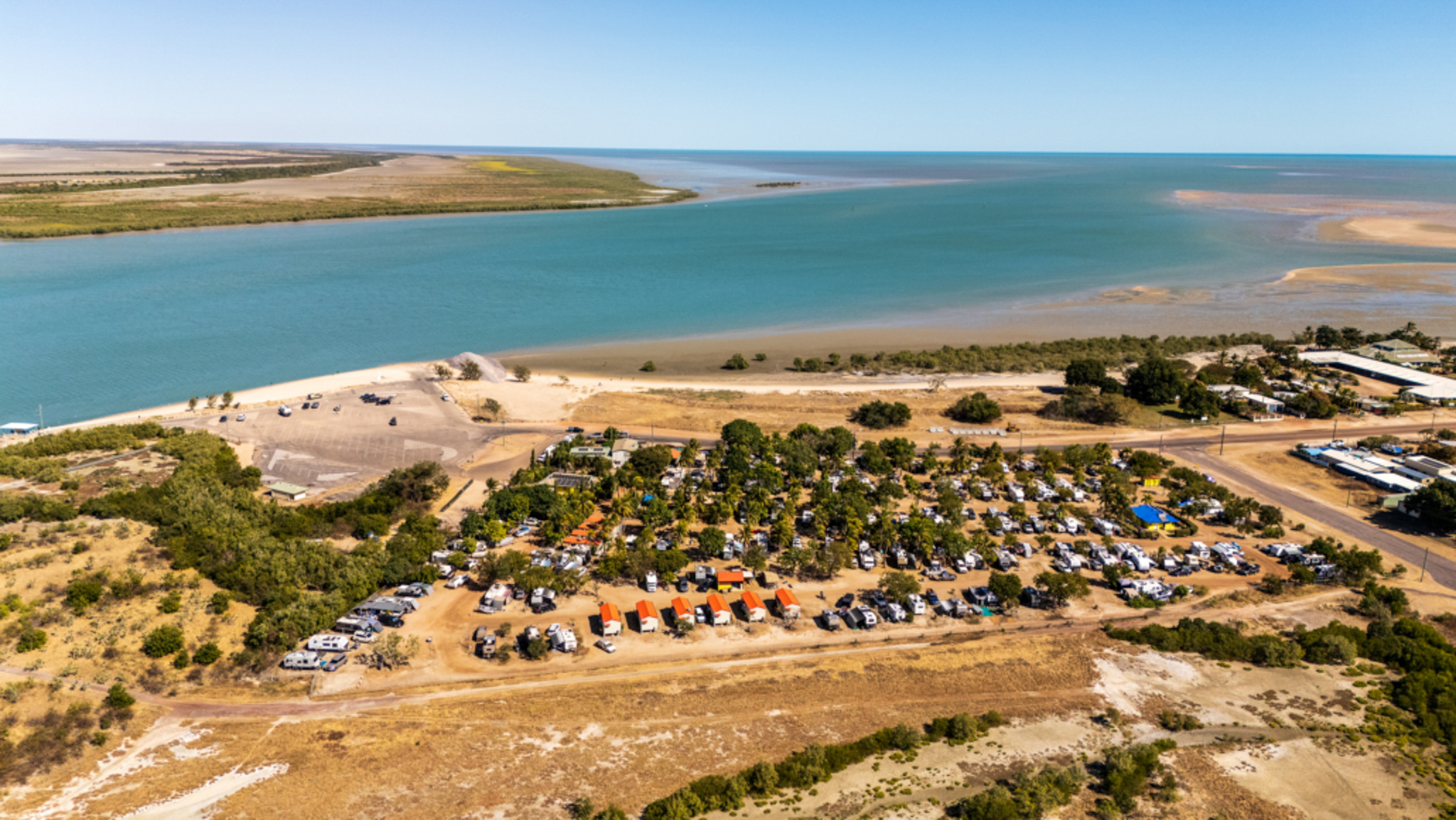 Salt water Crocodile