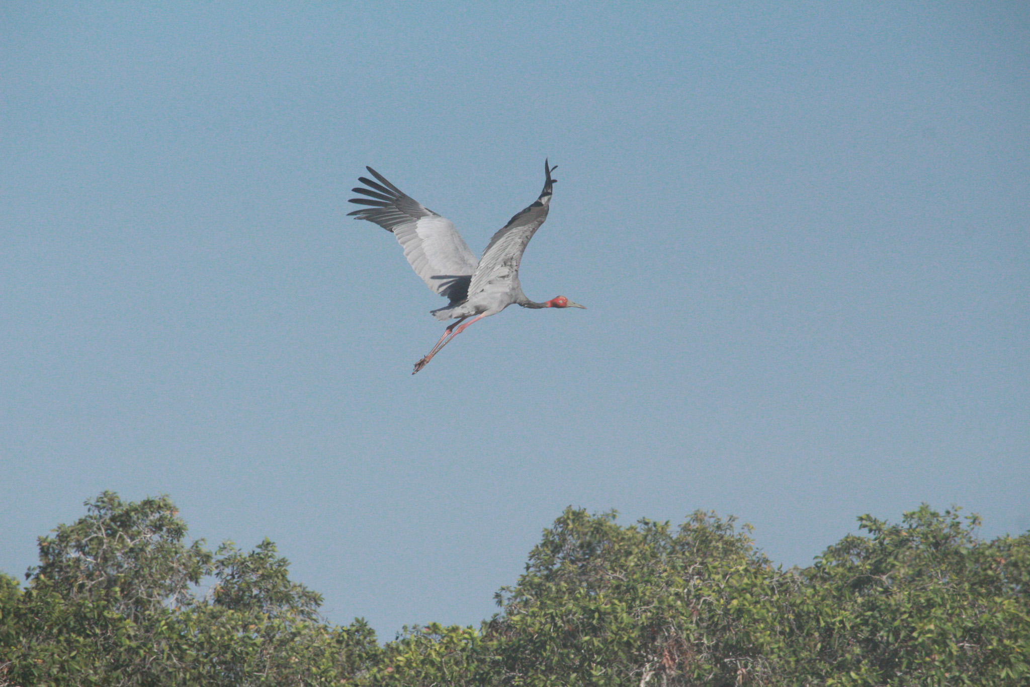 Salt water Crocodile