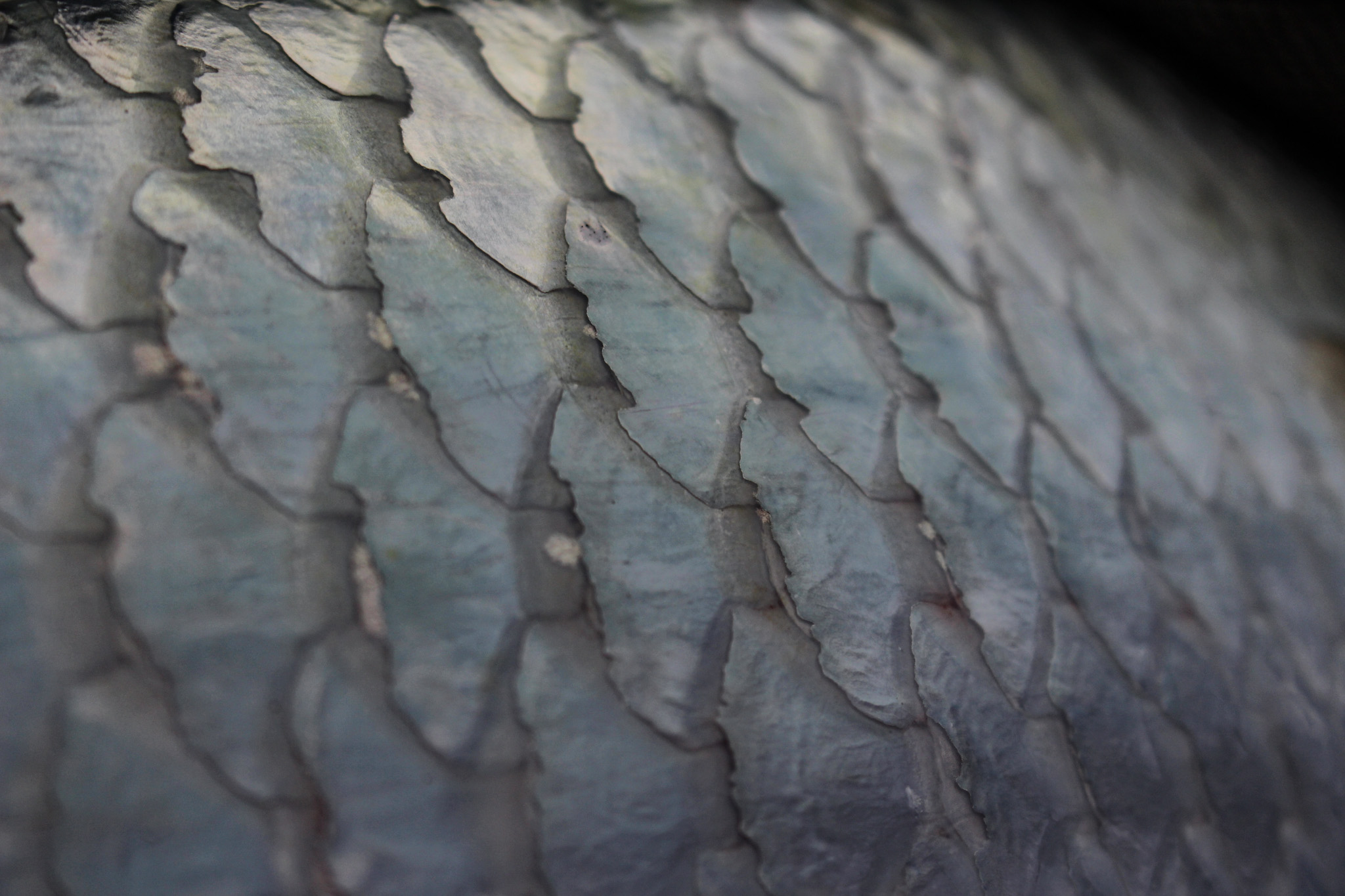 Salt water Crocodile