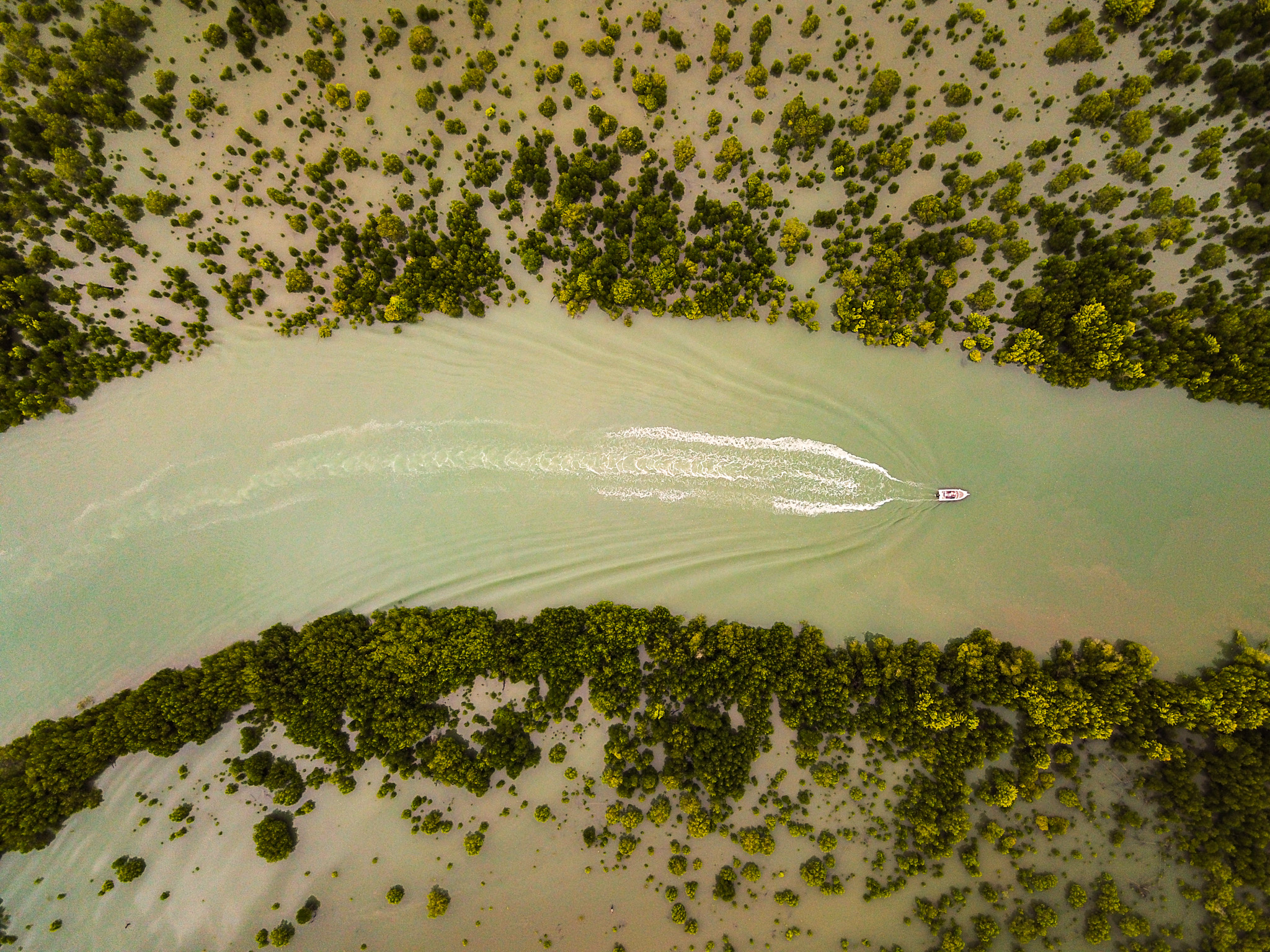 Salt water Crocodile