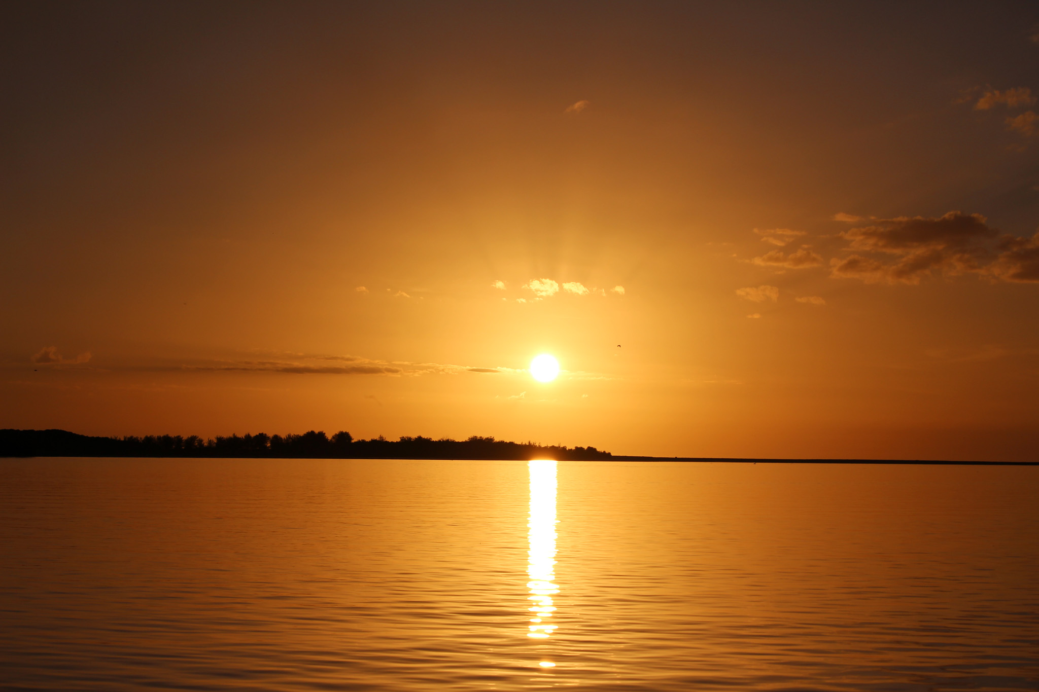 Salt water Crocodile