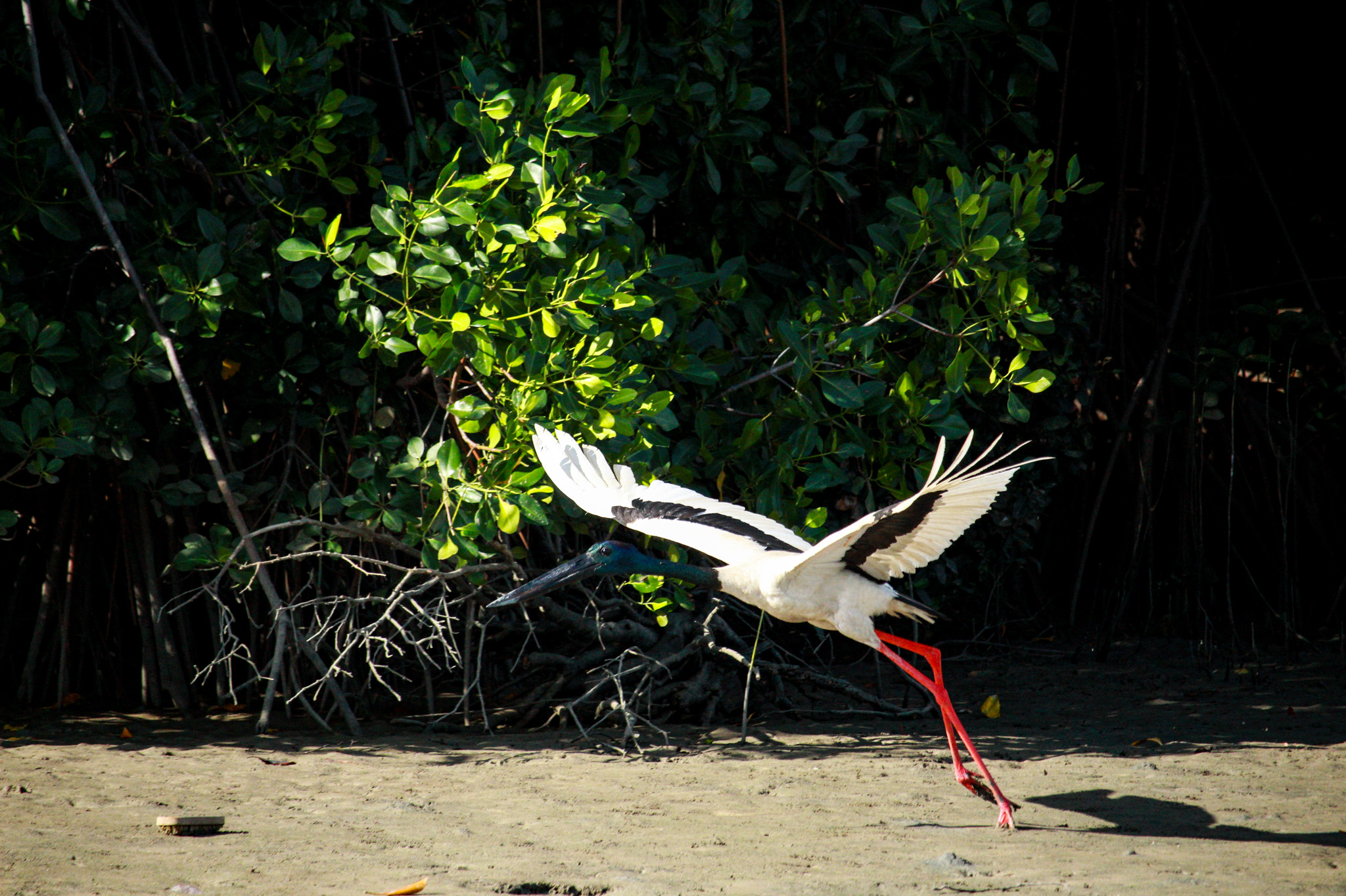 Salt water Crocodile