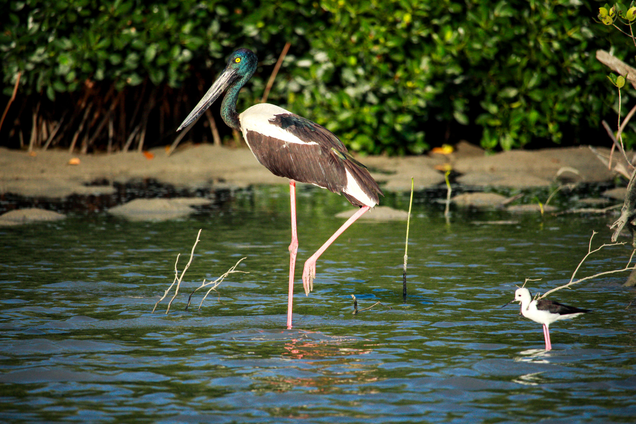 Salt water Crocodile